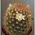 213.Mammillaria backebergiana ssp. beckebergiana f. albiflora #KwitnąceKaktusy