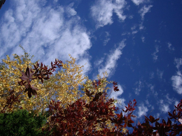 kolory jesieni #jesien #BarwyJesieni #chmurki #niebo #klon #drzewa #widoki