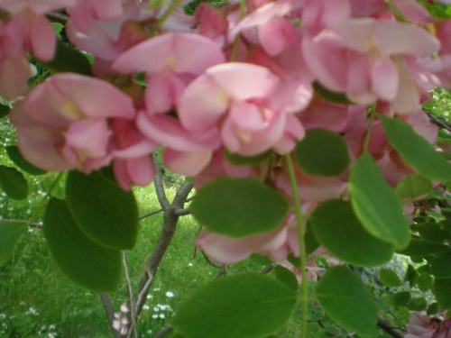 kwiaty - moja miłość #RóżowaPiękność
