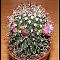 Mammillaria backebergiana ssp. ernestii #KwitnąceKaktusy