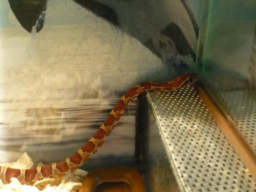 #gady #mahoniowy #mahoniówka #okeetee #orca #orka #reptilies #snake #snakes #terrarium #trociny #wąż #WążMahoniowy #WążZbożowy #węże #zbożowy #zbożówka