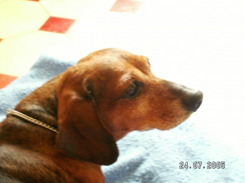 Daisy - lato 2005 #jamnik