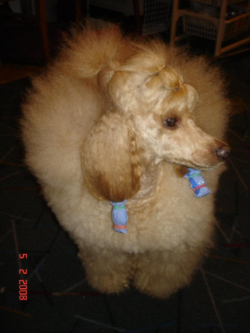 Cheri w styczniu 2008