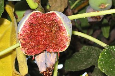 drzewo figowe #figi #drzewo #owoce