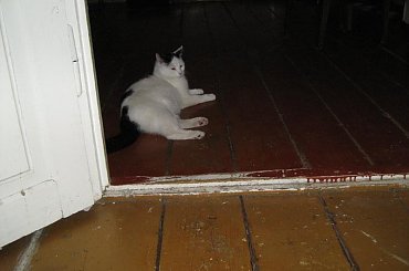 Filip #koty #KotyKulki