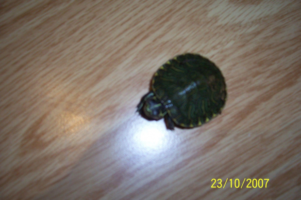 moje żółwie #żółwie