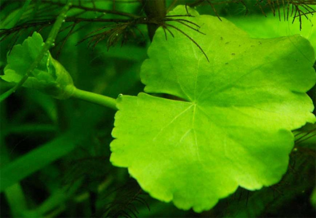 Hydrocotyle leucocephala