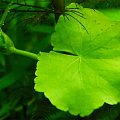 Hydrocotyle leucocephala