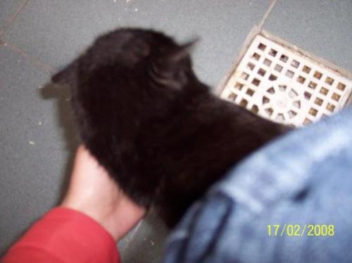 Koty w schronisku 17.02.2008