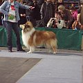 Owczarek szkocki collie