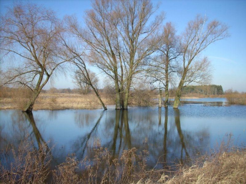 Śrem, Warta