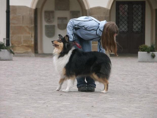 Preeminent Line ASPECT OF LOVE, owczarek szkocki collie, na starówce w Reszowie