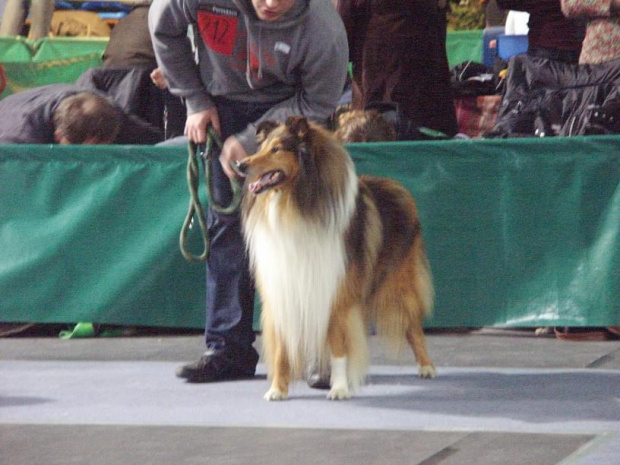 Owczarek szkocki collie