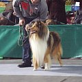 Owczarek szkocki collie