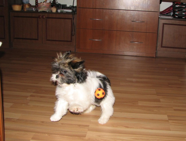 Mecz Sissi kontra ludzie :) #ShihTzu #Psy