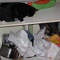 MAX I NATASZA - KOTY GRUBSKICH #MAXINATASZAKOTKOTYGRUBSCY