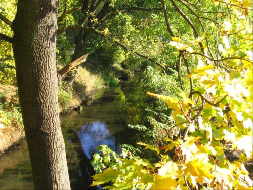 jesienny spacer - Żyrardów /Polska/ #krajobrazy #miejsca #natura #przyroda