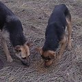 4 suki + 1 pies + 13 szczeniaków + 1 szczeniaczek martwy = psia rodzina w potrzebie