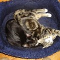 MAX I NATASZA - KOTY GRUBSKICH #KOTYKOTMAXNATASZAGRUBSCY