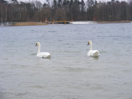 łabędzie 17.02.2008 #łabędzie #zima #jezioro