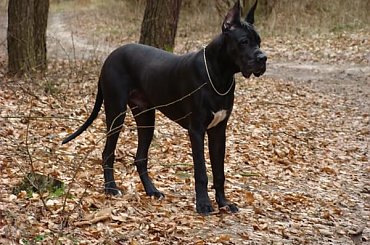 #DogNiemiecki #villain