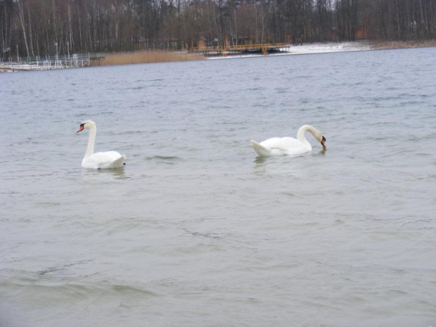 łabędzie 17.02.2008 #łabędzie #zima #jezioro