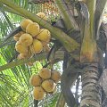 królewskie kokosy