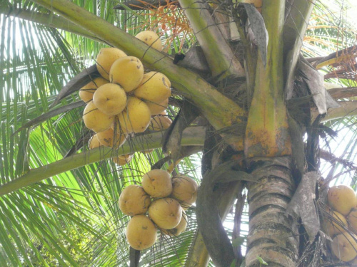 królewskie kokosy