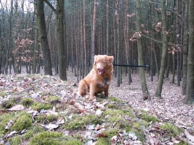 Spacer 24.02.2008 #toller #Gina #NovaScotia