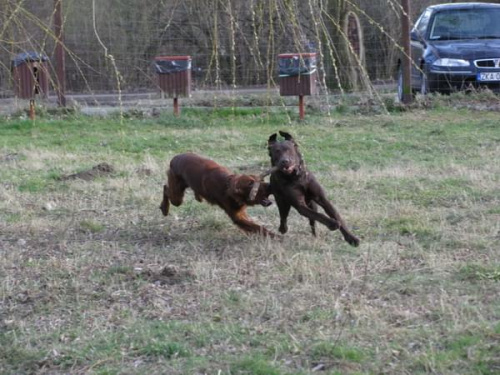 czekolada Hexa,
czarnuch Max,,
biszkopt Neska #psy