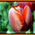 Tulipany #kwiaty #tulipany