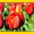 Tulipany #kwiaty #tulipany