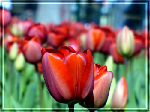 Tulipany #kwiaty #tulipany