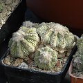 Aztekium ritteri