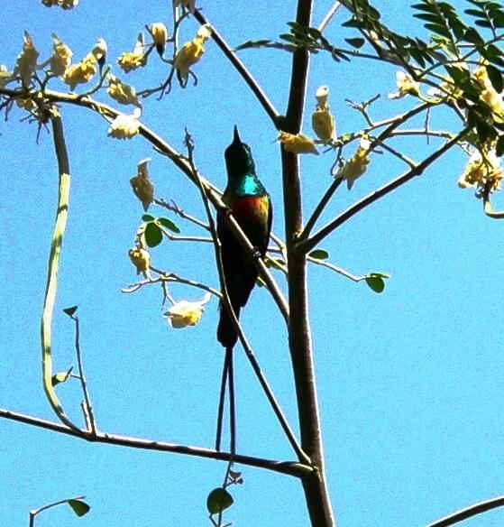 Beautiful Sunbird - Cinnyris Pulchella- Nektarnik Piękny (rodzaj: Cinnyris)
Rodzina: Nektarniki/Sunbirds/Nectariniidae