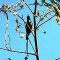 Beautiful Sunbird - Cinnyris Pulchella- Nektarnik Piękny (rodzaj: Cinnyris)
Rodzina: Nektarniki/Sunbirds/Nectariniidae