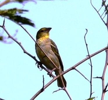 Village weaver - Ploceus cucullatus - wikłacz ziemny
Rodzina: Wikłaczowate/ Ploceidae/ Weaver