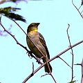 Village weaver - Ploceus cucullatus - wikłacz ziemny
Rodzina: Wikłaczowate/ Ploceidae/ Weaver