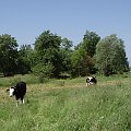 krówki