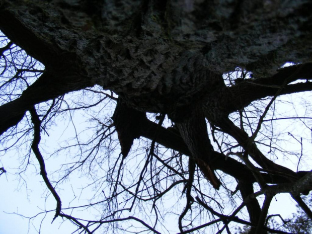 “Gruby Dąb” o obw. 560 cm, zwany Dębem Napoleona. #GrubyDąb #dąb #drzewo #las