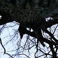 “Gruby Dąb” o obw. 560 cm, zwany Dębem Napoleona. #GrubyDąb #dąb #drzewo #las
