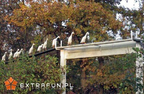 extrafun