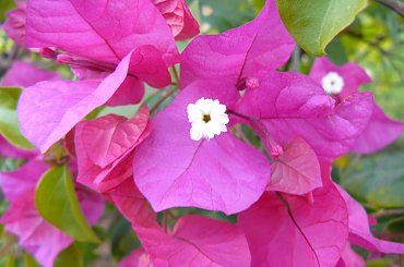 #kwiat #piękny #piękne #makro #natura #przyroda