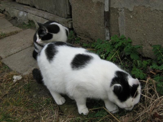 Gwizdek i Filip #koty #KotyKulki