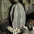 Astrophytum myriostigma var. columnare