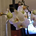 phalaenopsis #storczyki