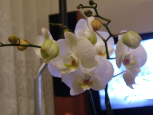 phalaenopsis #storczyki