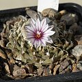 Turbinicarpus panarottoii