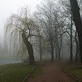 Park w Raciborzu, mgła #ParkWRaciborzu #mgła