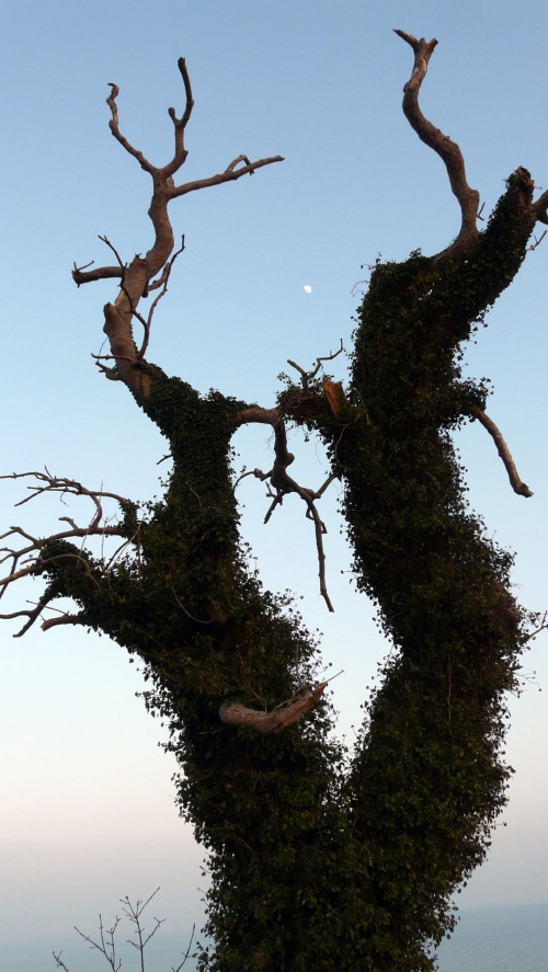 #rosliny #drzewo #niebo #Irlandia #ciekawe